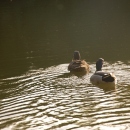 2012. 04. 29. vasárnap - Vidámpark Majális - Vidámpark (Székesfehérvár)